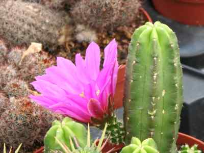 echinocereus-viereckii-spp-morricalii-riha-n--p--taylor-1997