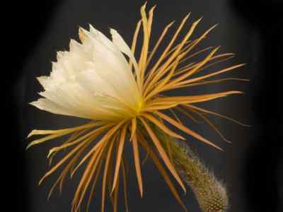 selenicereus-grandiflorus-linnaeus-britton--rose-1909