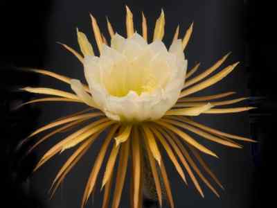 selenicereus-a--berger-britton--rose-1909