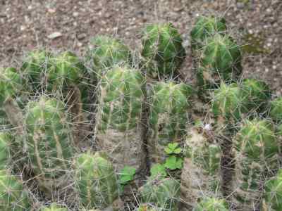 echinocereus-enneacanthus-engelmann-1848