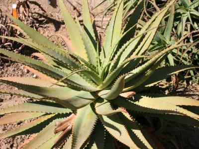 aloe-arborescens-mill
