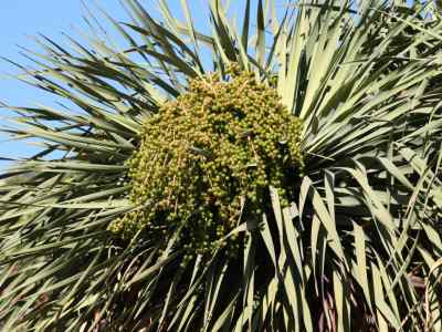 dracaena-van-ex-l-1767