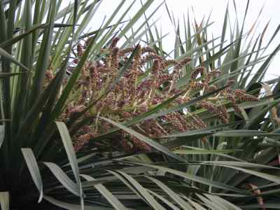 nolinoideae-endl---1836