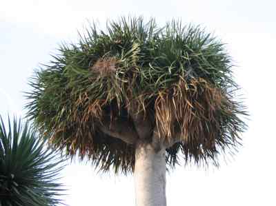 dracaenaceae-salisb--1812