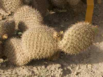 opuntia-pycnantha-engelmann-1896