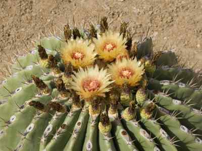 ferocactus-pottsi-backeberg-1961
