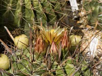 ferocactus-wislizeni-engelmann-britton--rose-1922