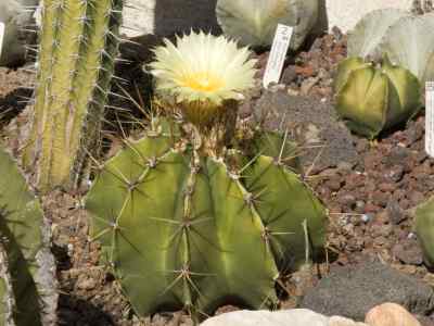 astrophytum-ornatum-britton--rose-1922