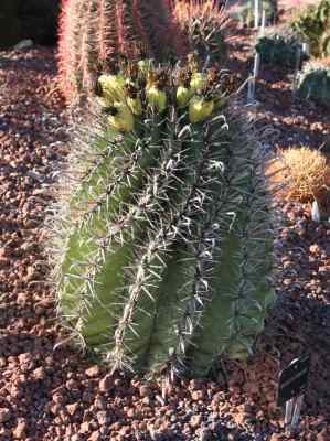 ferocactus-peninsulae-britton--rose-1922