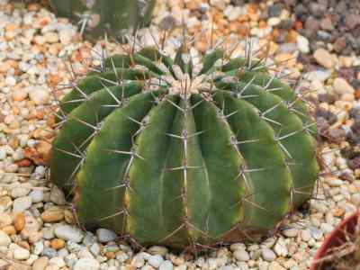 ferocactus-schwarzii-g--e--lindsay-1955