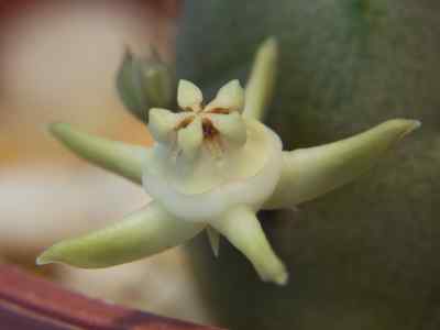 duvalia-parviflora-k-schum--anceschi--magli2013-