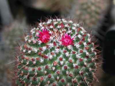mammillaria-polythele-martius-1832