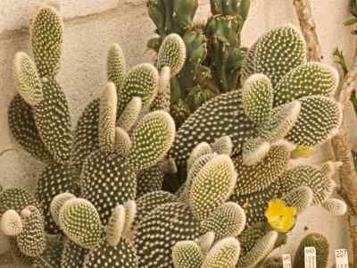 opuntia-microdasys-lehmann-pfeiffer-1837