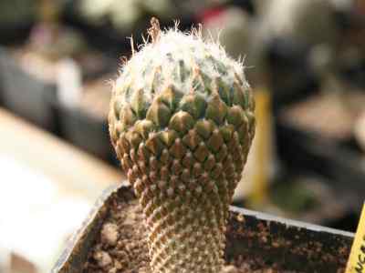 pelecyphora-strobiliformis-werdermann-fric--schelle-ex-kreuzinger-1935