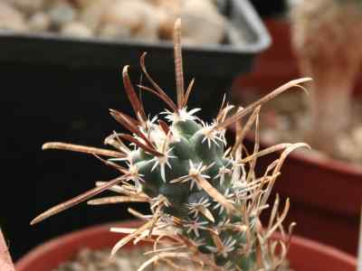 sclerocactus-papyracanthus-engelmann-n-p--taylor-1987