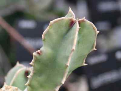 caralluma-speciosa-n-e-br--n-e-br-