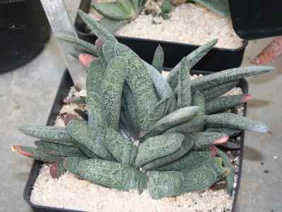 gasteria-duval1809