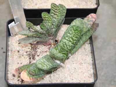gasteria-carinata-var-retusa-