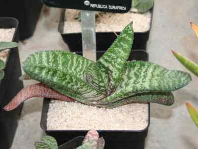 gasteria-carinata-mill--duval