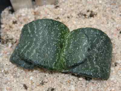 gasteria-nitida-var-strongii-
