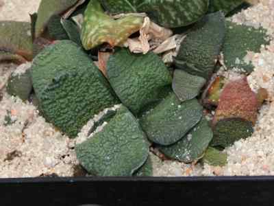 gasteria-nitida-salm-dyck-haw-
