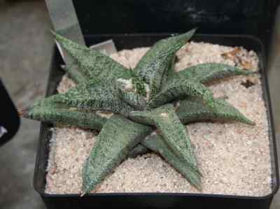 gasteria-ellaphiae-