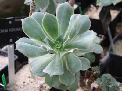 aeonium-percarneum-j--pitard--l--proust-1909