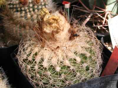 discocactus-zehntneri-britton--rose-1922