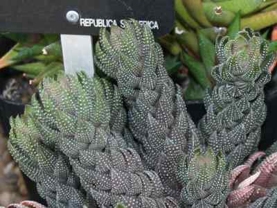 haworthia-reinwardtii-salm-dyck-haw--1821