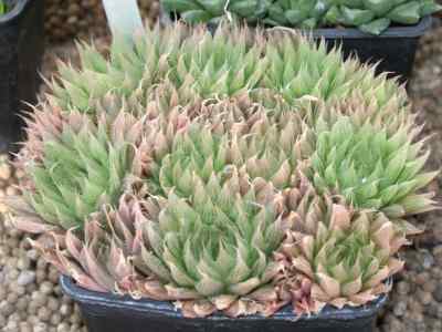 haworthia-decipiens-poelln--1930