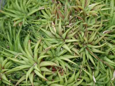 haworthia-chloracantha-haw-