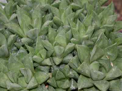 haworthia-cuspidata-haw-