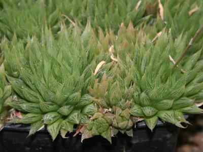 asphodelaceae-juss--1789