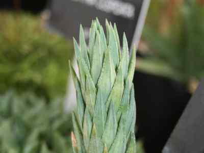 haworthiopsis-glauca-spp-herrei-