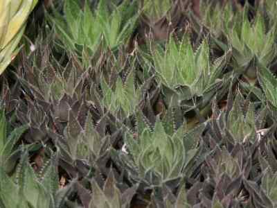 haworthia-nortieri-g--g--sm-