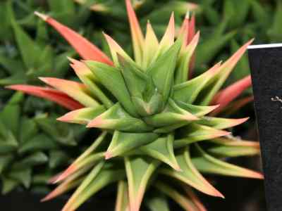 haworthiopsis-viscosa-l--gildenh---klopper2016