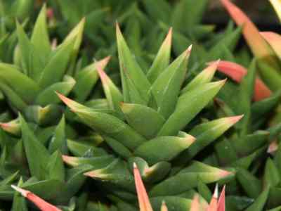 haworthia-viscosa-l--haw--1812