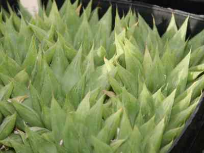 haworthia-mucronata-haw-1819