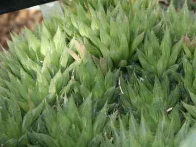 haworthia-haworthia-