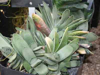 gasteria-bicolor-haw-