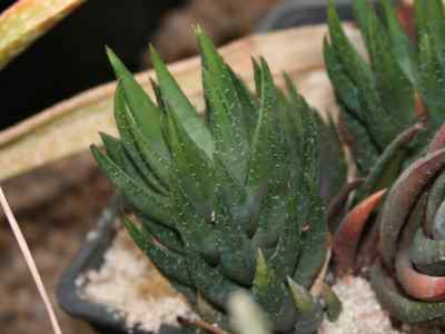 haworthiopsis-coarctata-haw--g-d-rowley2013