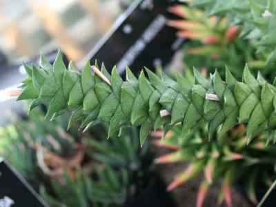 haworthia-scabra-haw--1819