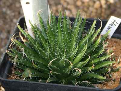haworthia-xiphiopylla-