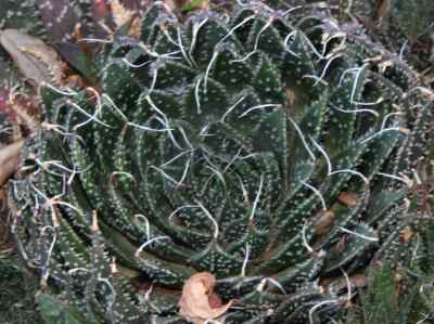 asphodeloideae-burnett-1835