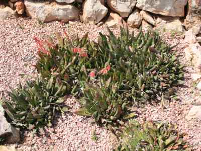 gasteria-verrucosa-mill-c--j--duval