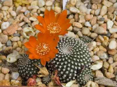 rebutia-marsoneri-werdermann-1937
