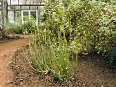 ceropegia-dichotoma-haw-