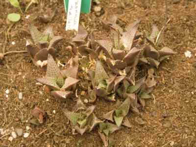haworthiopsis-tessellata-haw--g-d-rowley2013