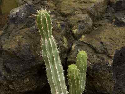 euphorbia-handiensis-burchard1912