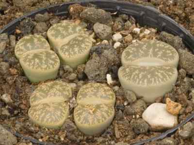 lithops-aucampiae-l-bolus--1932